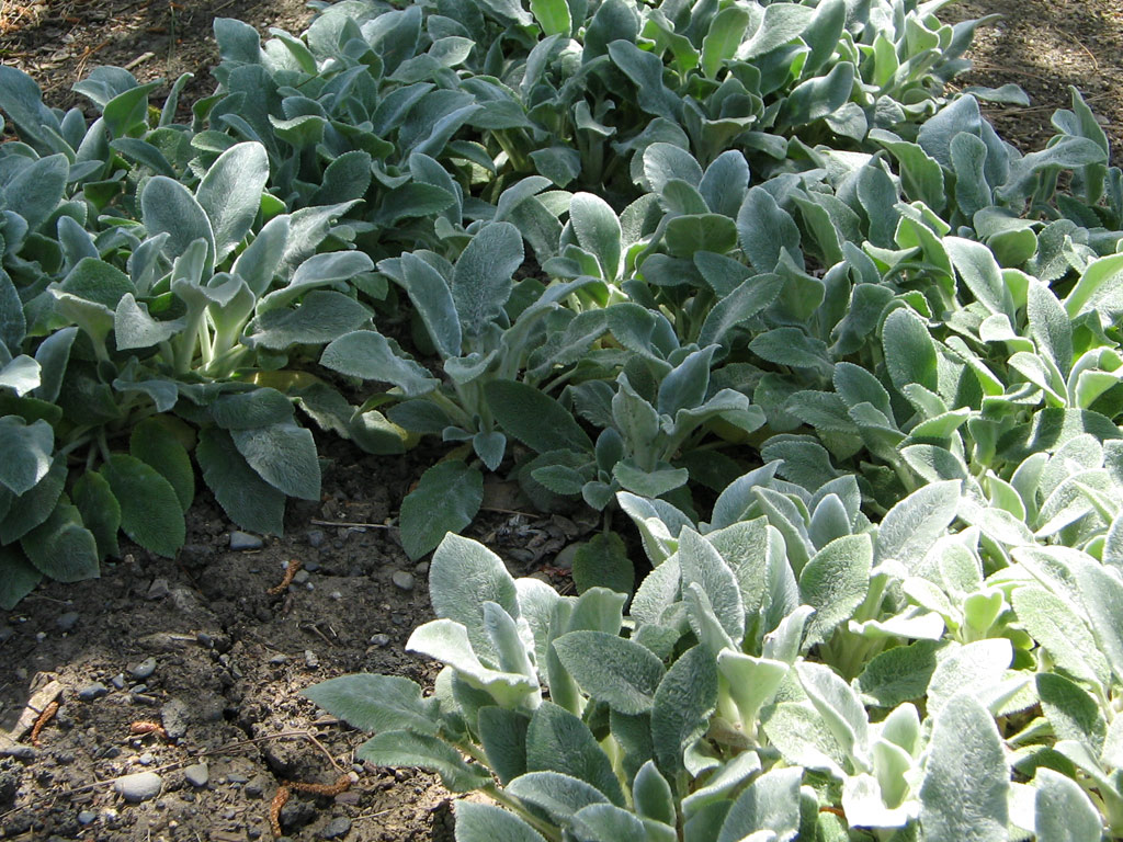 Information about "lambs_ear2.jpg" on lamb's ear Davis LocalWiki